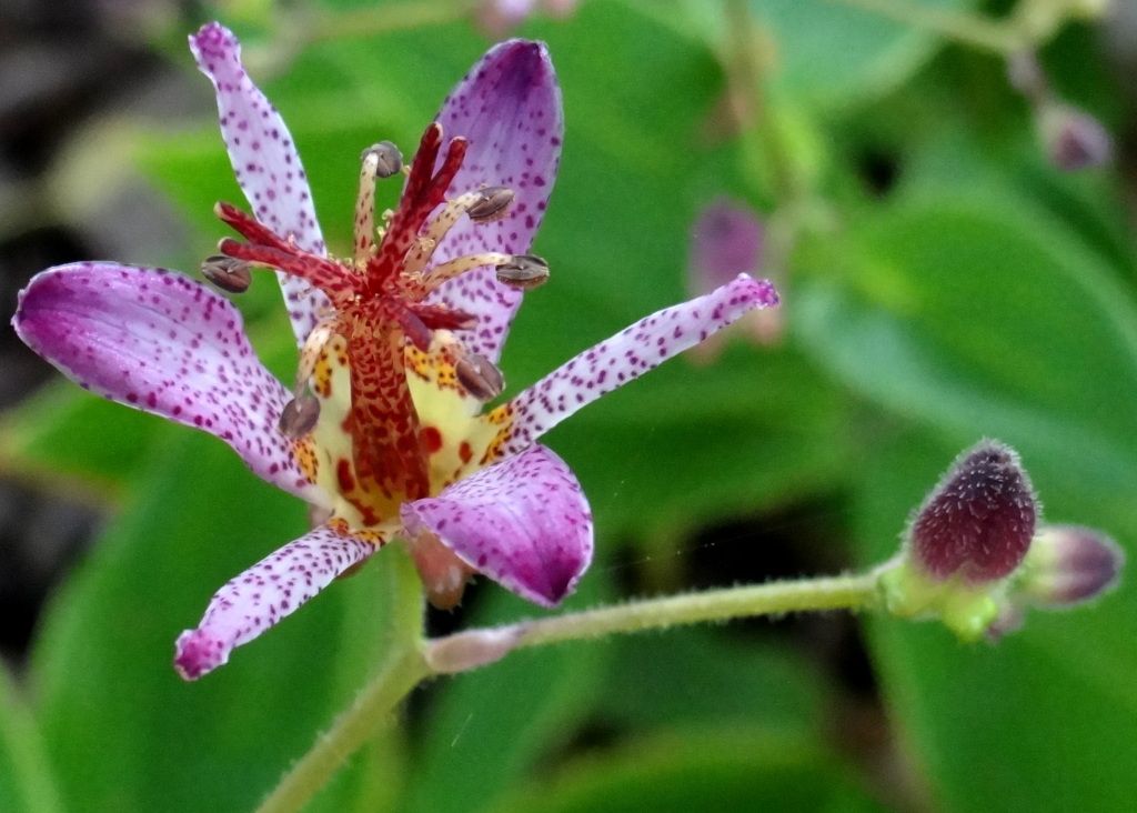 Trycyrtis formosana "Samurai" 9-5-12, Toad lily